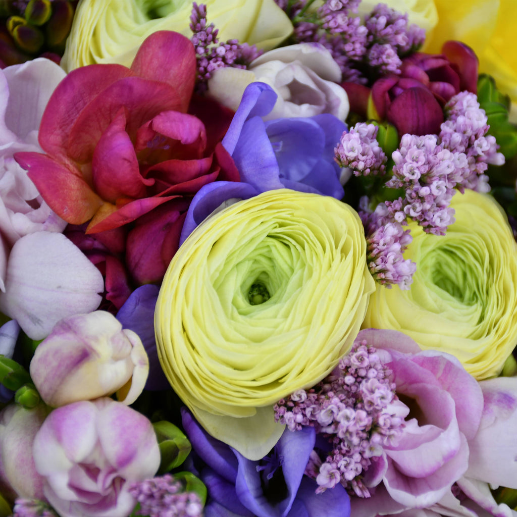Freesia Forever