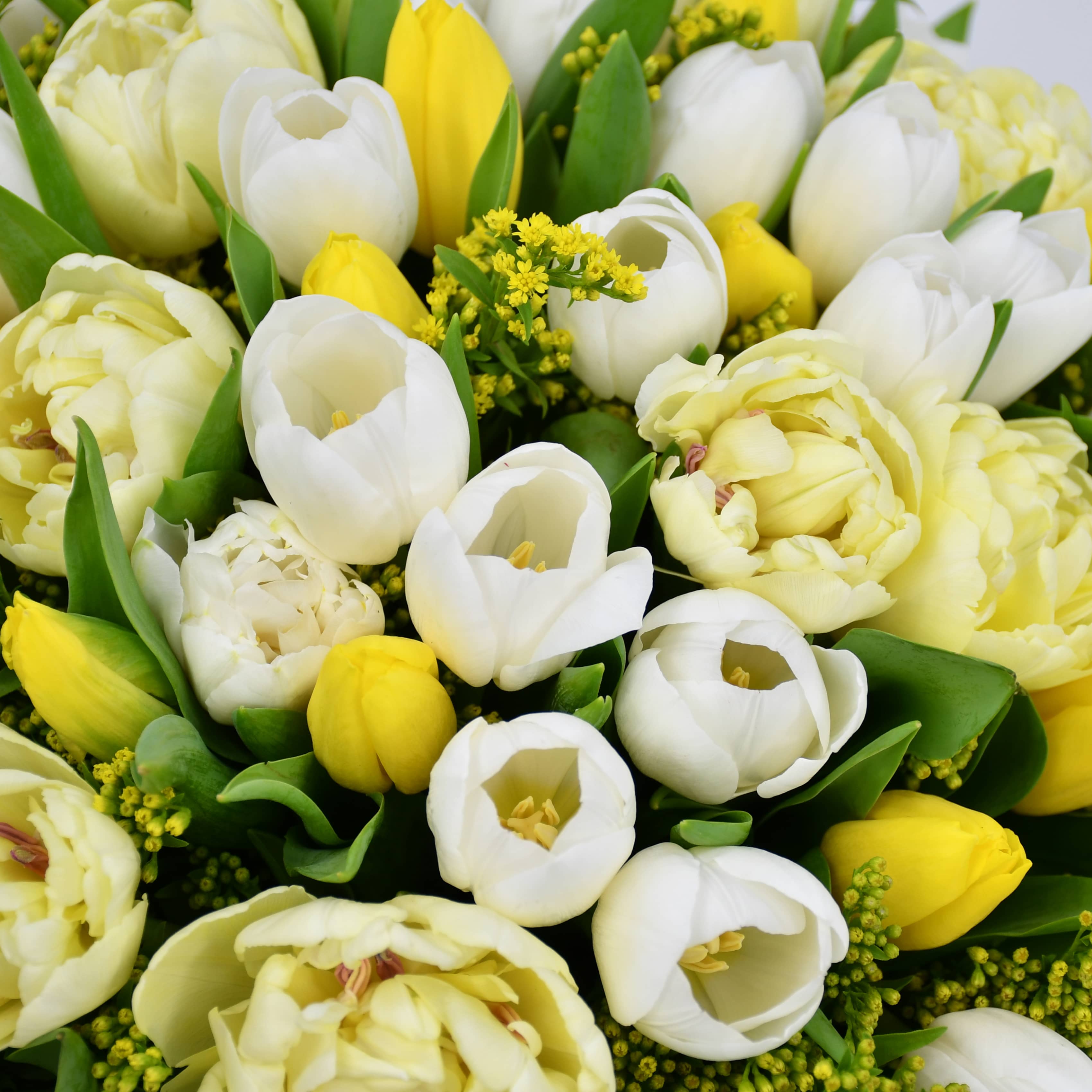 Tulip Symphony